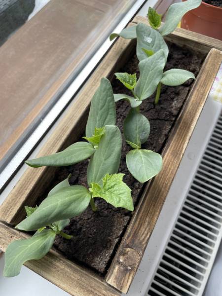Luffa seedlings growing indoors